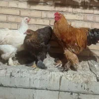 خروس و مرغ برهما مولد هندی