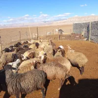 میش بره ابستن|حیوانات مزرعه|خرم‌آباد, |دیوار