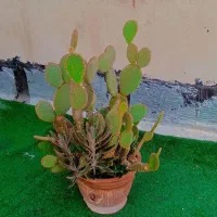 کاکتوس گل آپارتمانی اپونتیا تیغ ریز سن و سال دار|گل و گیاه طبیعی|تهران, مسعودیه|دیوار