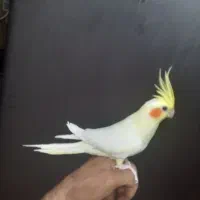 ۲ عدد عروس هلندی جفت لوتینو مولد|پرنده|مشکیندشت, |دیوار