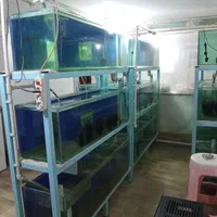 سالن ماهیان زینتی اکواریومی صادراتی