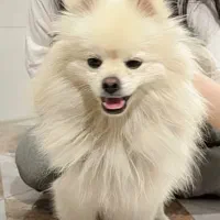 سگی به اسم تامی