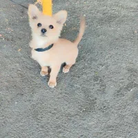 پامر روباهی|سگ|پاکدشت, پاکدشت (مامازند)|دیوار