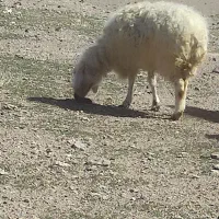 جفت میش‌|حیوانات مزرعه|سده (خراسان جنوبی), |دیوار