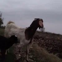 بز بزغاله گوسفند|حیوانات مزرعه|خان ببین, |دیوار