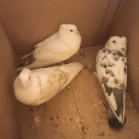 کفتر|پرنده|کرج, برغان|دیوار