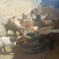 ۱۰بزبابچه|حیوانات مزرعه|اهواز, زردشت|دیوار