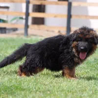 ژرمن شپردشولاین