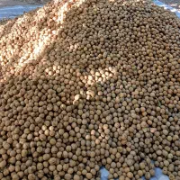 گردو درجه یک هرسین|عمده‌فروشی|هرسین, |دیوار