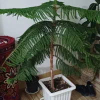 کاج مطبق