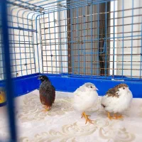 بلدرچین خارجی خوشگل