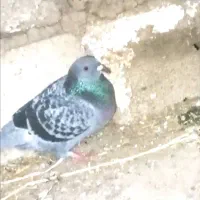 کبوتر ۳تا گم شده هر عزیزی دید پیام بده لطفاً