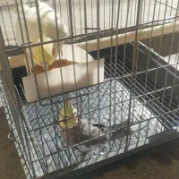 دوجفت عروس هلندی  مولد