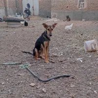 سگ دوبرمن