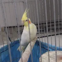 جفت عروس هلندی تخم گذار|پرنده|ری, سرتخت|دیوار