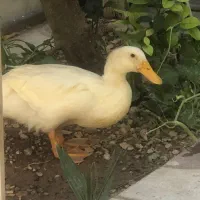 اردک
