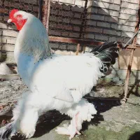 برهما|حیوانات مزرعه|سیمین شهر, |دیوار