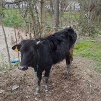 گوساله 1ساله دورگ محلی