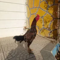 تخم مرغ نطفه دار  لاری