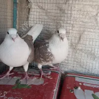 پلاکی دوکت بشرط