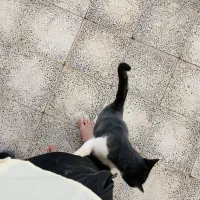 گربه خانگی|گربه|تربت‌حیدریه, بالا ولایت|دیوار