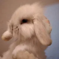 لوپ اوکراینی اصیل خرگوش|موش و خرگوش|میناب, |دیوار