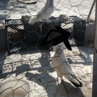 4عددرکفتر پرشی|پرنده|عنبرآباد, |دیوار