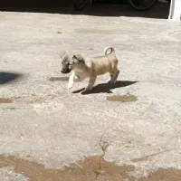 توله های پاکوتاه|سگ|کرمانشاه, |دیوار