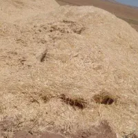 کاه گندم ریز