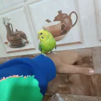 مرغ عشق دستی و جفت فنچ