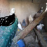 فروش ‌کفتر فقط ‌نقد‌قیمت‌توافقی