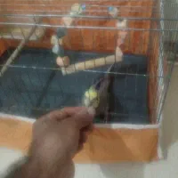 کفتر عروس هلندی ..قناری سهره معاوضه با|پرنده|پاکدشت, پاکدشت (مامازند)|دیوار