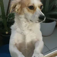 سگ خانگی آشپیز سه سال ونیم