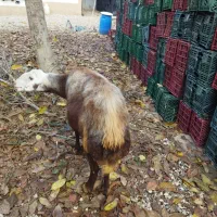 گوسفند ابست