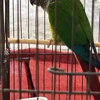 طوطی پیداشده پرنده گرینچیک کانور