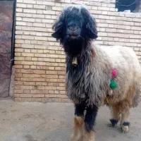 میش .بره .شیشک قوچ .بختیاری