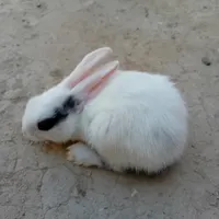 بچه خرگوش