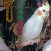 جوجه عروس هلندی ، دانه خور|پرنده|مشهد, شهید علی محمدی|دیوار