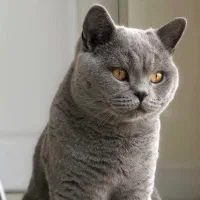اسکاتیش نر