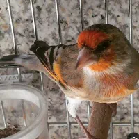 سهره خاکی خاکی