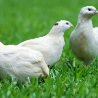 جوجه بلدرچین یک روزه به بالا|حیوانات مزرعه|کرمان, |دیوار