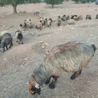 گوسفند داشتی