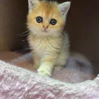 پانسیون دنیای فرشته ها