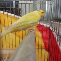 قناری|پرنده|تربت‌حیدریه, کلاته توکلی|دیوار