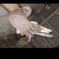 کبوتر شب گرفته