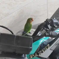 کوتوله گمشده|حیوانات|برخوار, |دیوار