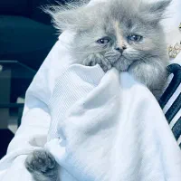 یک بچه‌گربه اسکاتیش خیلی ناز