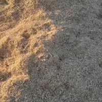 فروش کاه لوبیا درجه یک