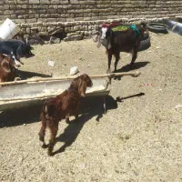چاوش چهار دندون و بزغاله نر