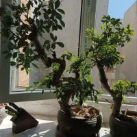 بنسای بزرگ